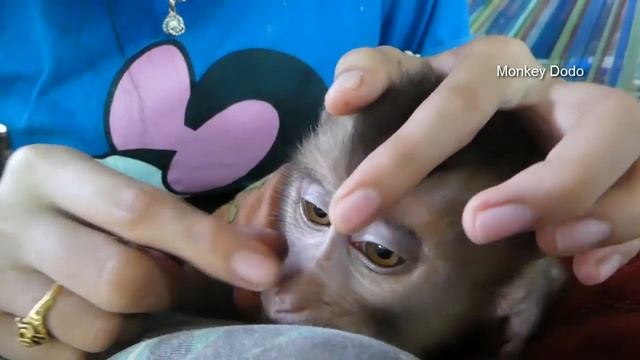 Baby Monkey Dodo | Dodo Cry Worry When Mom Clip His Nail | Dodo Make Fun For Mom