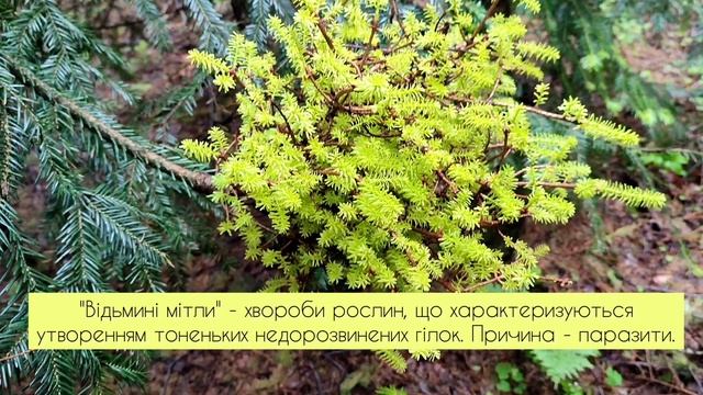 Уроки біології в горах | Ґорґани