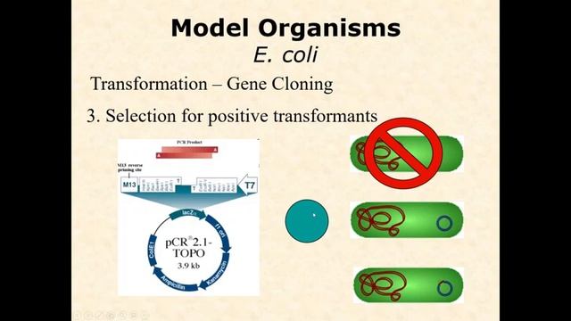 BIOL 3406 Unit 1 3 1 Model Organisms default