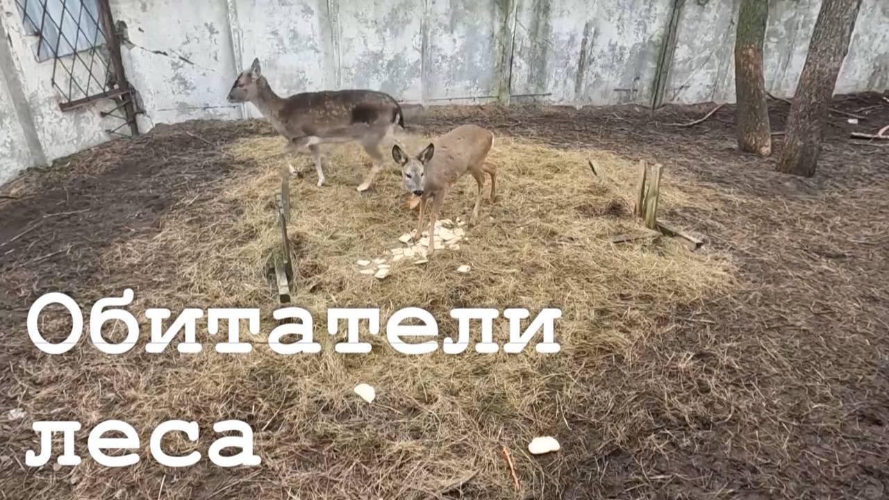Уход за дикими животными