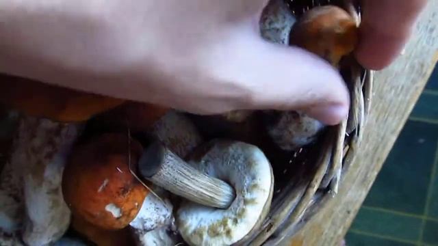 Wild Carpathian Mushrooms