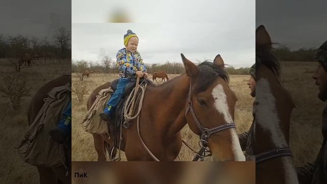 конный завод будёновских лошадей