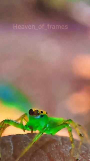 Green spider funny smile .#spider #spiderman #greenspider #nature #naturelovers #greenlove #macro