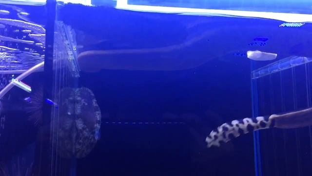 Deadly sea snake at Majestic Aquariums