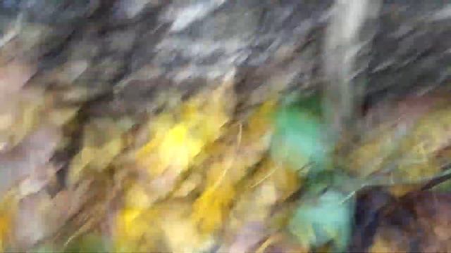 ПОЛЗКОМ ЗА ОПЯТАМИ