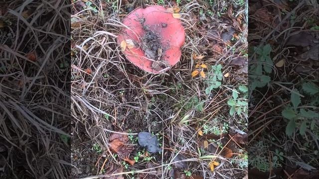 Далеко за рыжиками