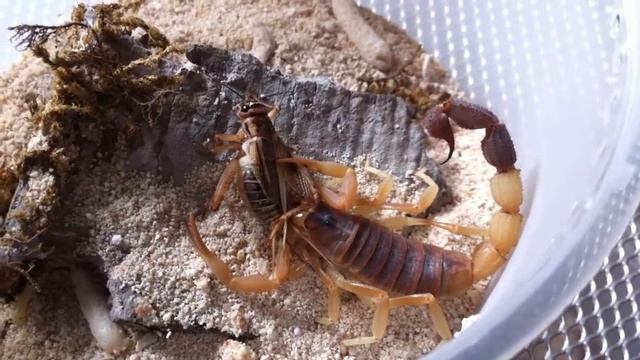 Parabuthus Liosoma - "Deadly Strike"