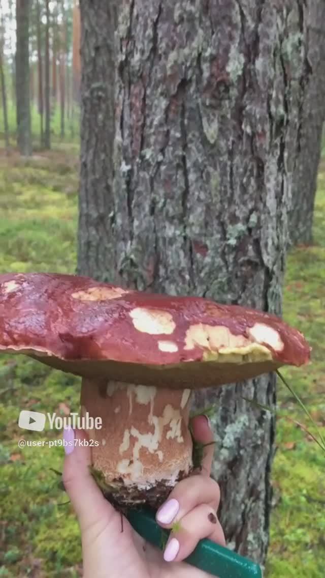 Гигантский боровик,часть2 #Giant boletus,Part2 #sorts #лес #forest