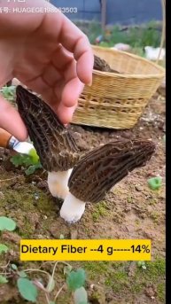 High proteins #morchella #morel #mushroom #fungi