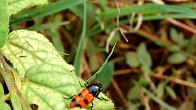 Clytra | Clytrini | Four Spotted Leaf Beetle | Insects