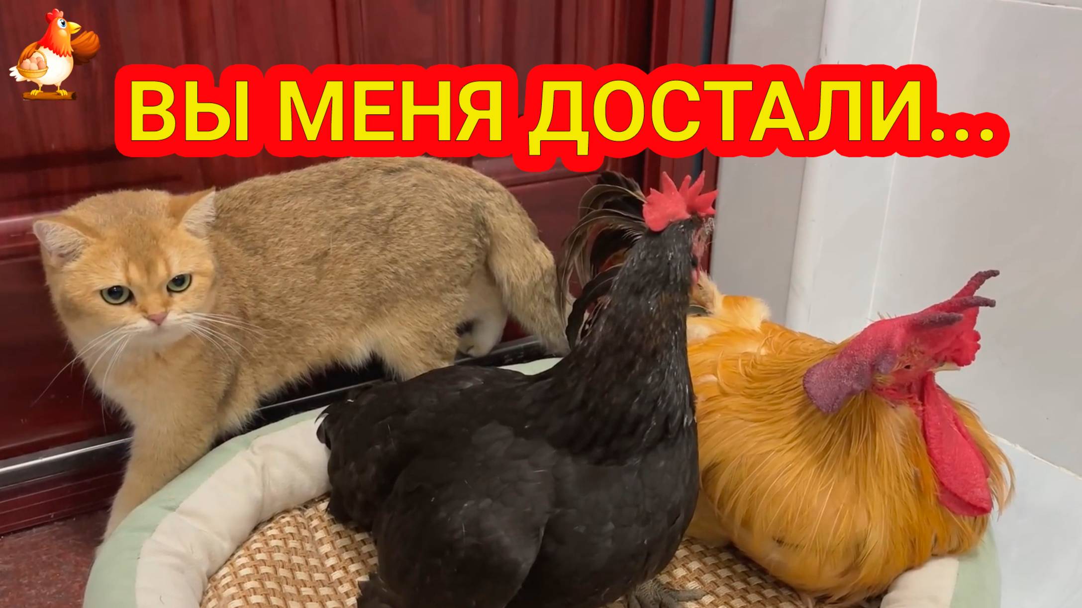 Старый Петух с Курицей и Кошка - гости надоели ❣️🤗😂