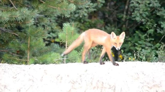 лисенок-4/baby red fox