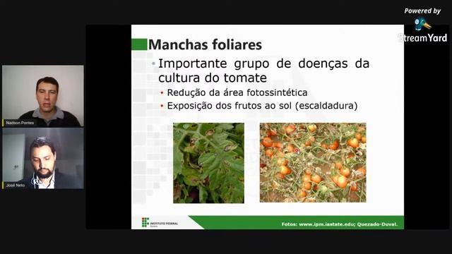 Manchas foliares em tomates