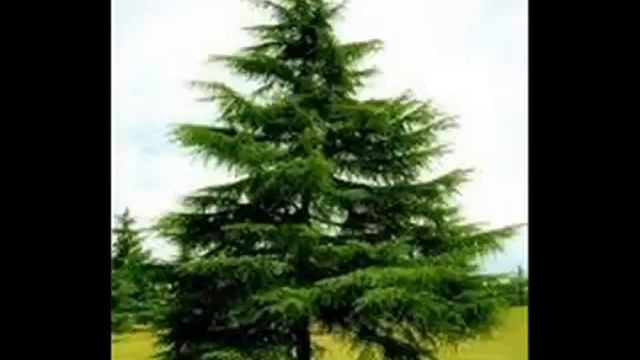 Голонасінні