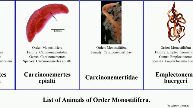 List of Animals of Order Monostilifera. amphiporus agricola gracilis rustica striata peregrina