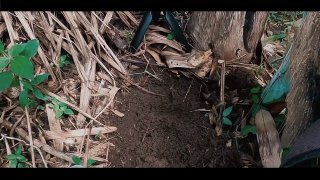 Cara Memancing Jamur Metharizium Di Alam - Bagian 1