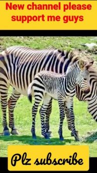 ज़ेबरा क्रोसिंग का मतलब क्या है?zebra crossing #shorts #facts #burjkhalifa #trending @Successin11k