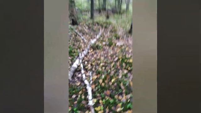 Лесники, грибники.