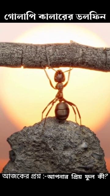 Most Amazing Dangerous Facts 😲🥰|| #shorts