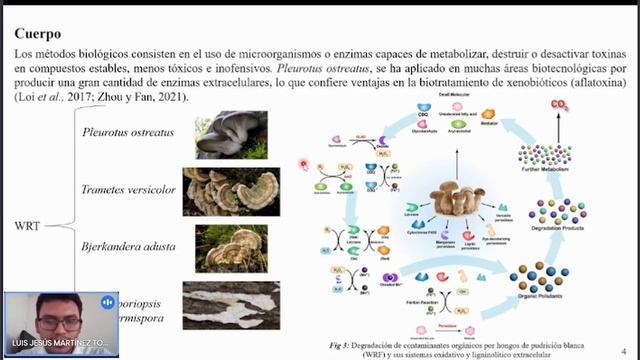 ENZIMAS LIGNINOLÍTICAS DE HONGOS DE PUDRICIÓN BLANCA COMO PROTAGONISTAS EN LA BIOREMEDIACIÓN