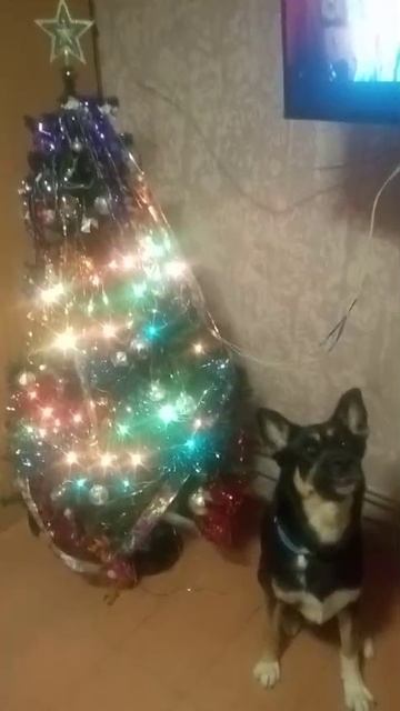 поздравление от рекса