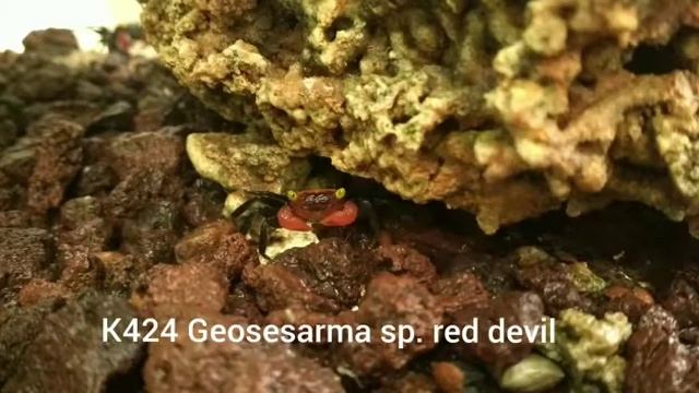 Geosesarma sp. red devil / Rote Teufelskrabbe