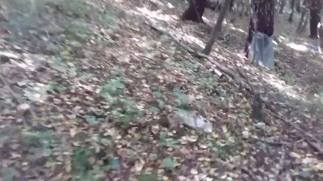 Шок! Белые грибы на каждом шагу. Осень 2020.