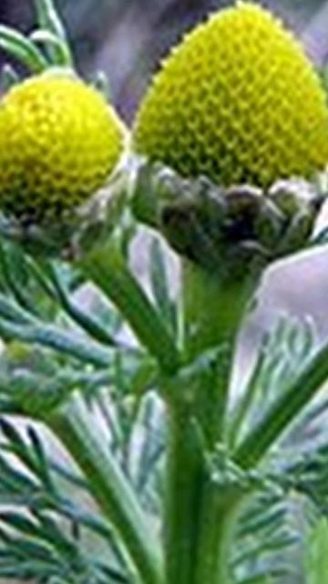 Rumianek - Jan Twardowski Chamomile - Jan Twardowski #shorts #2024 #poland #hd  🌻🌿❤️🌼🍀