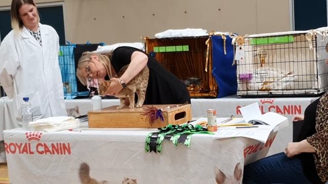 Grand Champion Zayenah Honey Truffle at the FASA Summer cat show