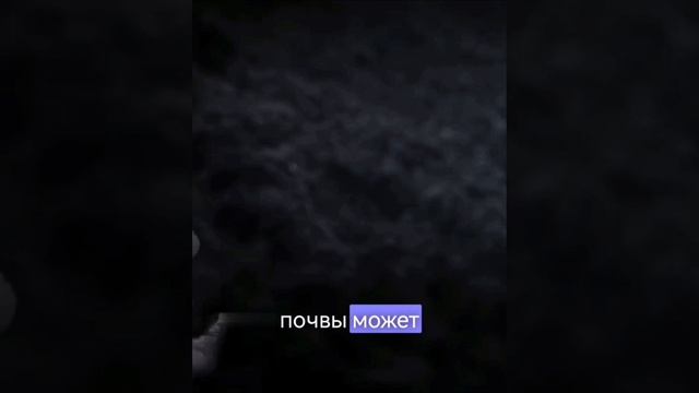 Удивительное царство грибов