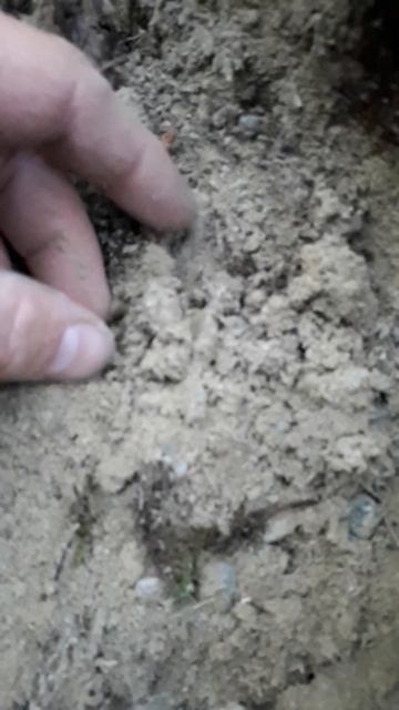 Prélèvement Du Mycélium De Matsutake