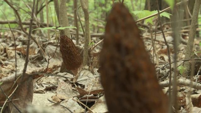 Morel Mushroom Hunting and valuable tips from Kris Winkelman