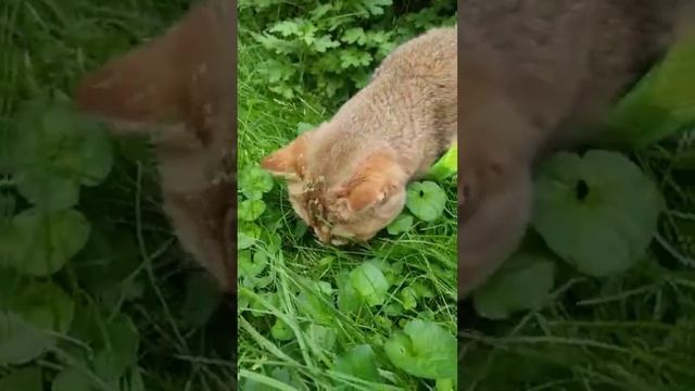 Божья коровка на прогулке. Позитив от 😻 Марселя. Kittens for a walk.