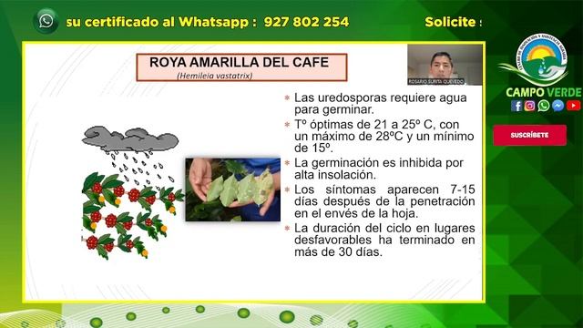 ✅MANEJO INTEGRADO EN LA PRODUCCIÓN DEL CULTIVO DE CAFE