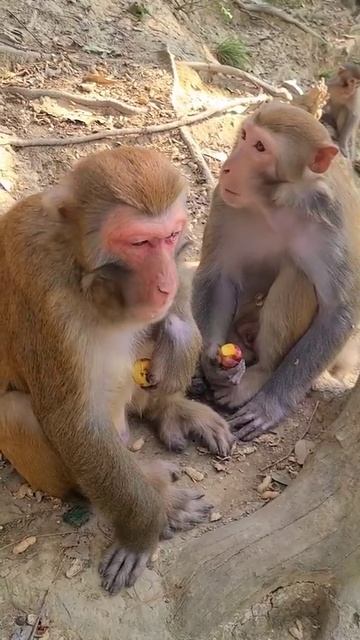 #Monkeys , Lovely Little Monkeys and Mom , Monkeys Eating fruit # 58