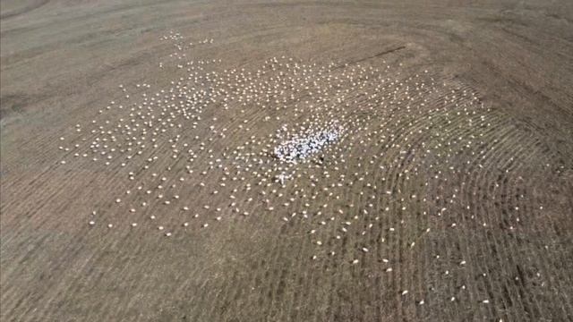 Missouri snow goose February 2022￼