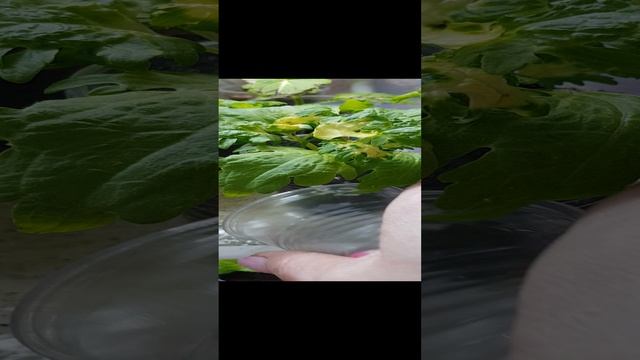 Зимний полив колеусов.