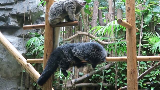 #16 May 2018 Binturong at Noichi zoo, Kochi,  Japan