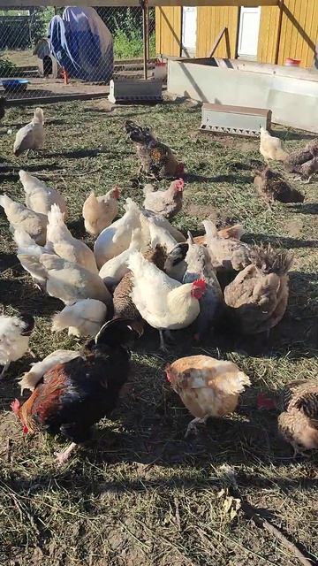Кормлю курочек 🐔 уточек 🦆 Гуси 🪿 рыжий кот Фокс🐱 и Лапа уже на прогулке