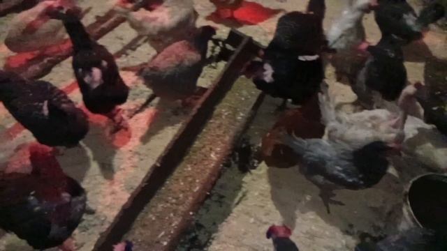 Деревенские хлопоты5/25