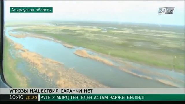 Угрозы нашествия саранчи в Атырауской области в этом году нет