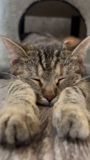 Блюдечко спит и сопит #животные #кот #котик #котики #жизньзагородом