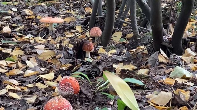 Поляна мухоморов🍄😁