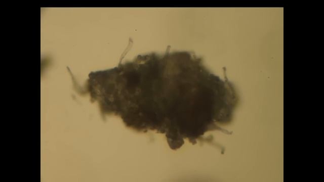 Aspergillus Oryzae
