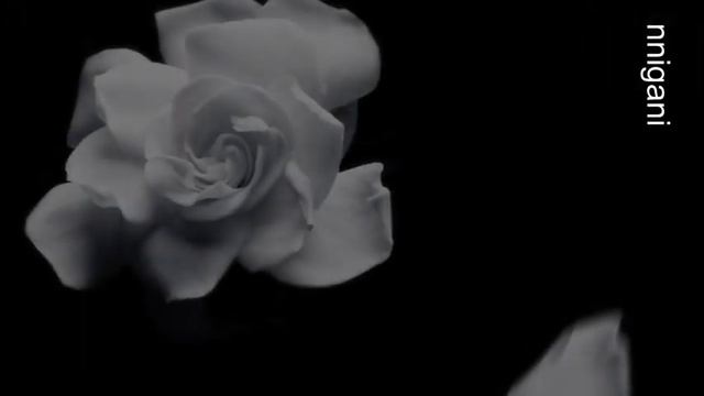 Aleah -  Water and Wine