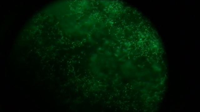 Fluorescent T.harzianum spores 3x