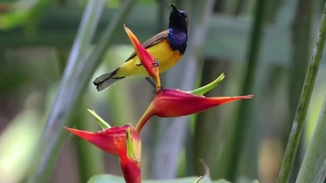 Olive backed Sunbird (Cinnyris jugularis)