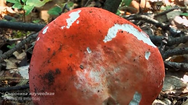 Сыроежка жгучеедкая (Russula emetica)