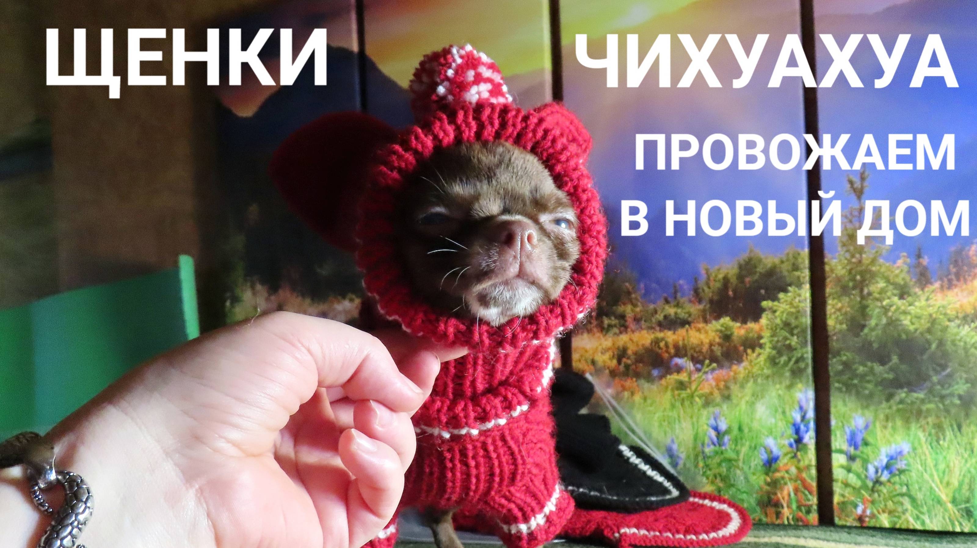 Умка едет в НОВЫЙ дом. Сабрина и Ульяша на ОПЕРАЦИЮ. #ГЕНЕТИКА_ТЕСТЫ_родителей_ГАРАНТИЯ_ЗДОРОВЬЯ ?