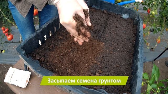 ВЫБИРАЕМ И СЕЕМ БАКЛАЖАНЫ